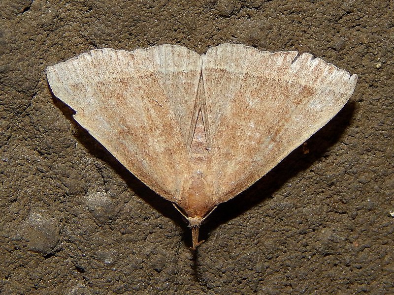 Hypeniinae da ID